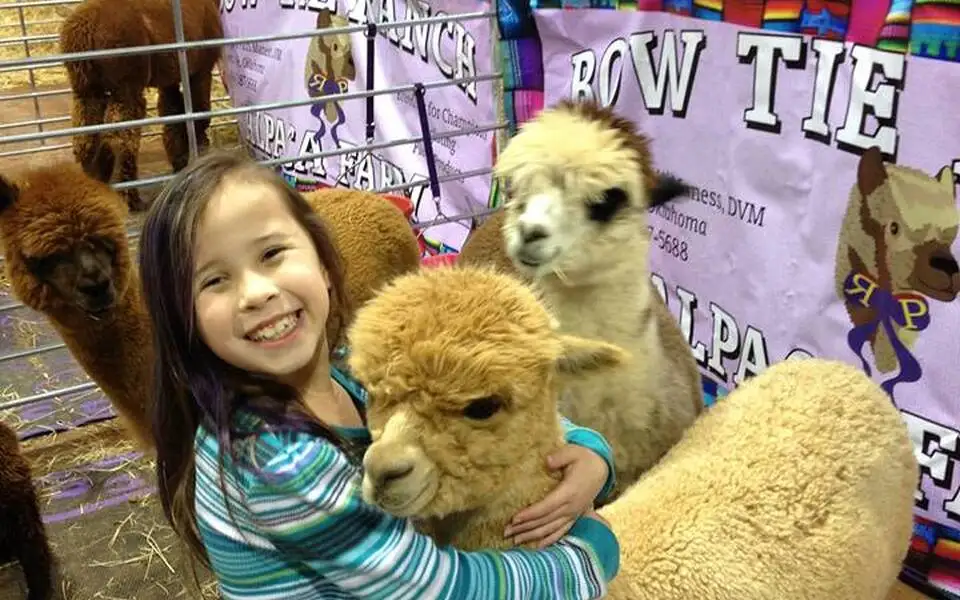 A-OK Alpaca Blast-Off & Rose Rock Alpaca Shows