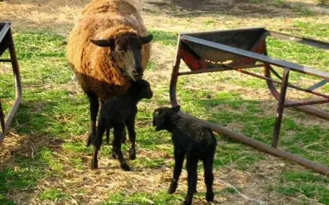 Woolly Weekend at Shepherd's Cross