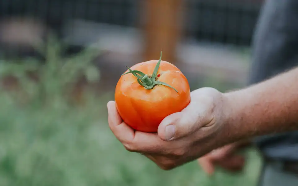 Coffee & Conversation: Preserving Your Harvest