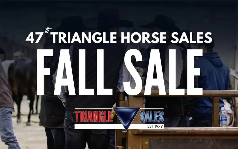 Triangle Fall Horse Sale