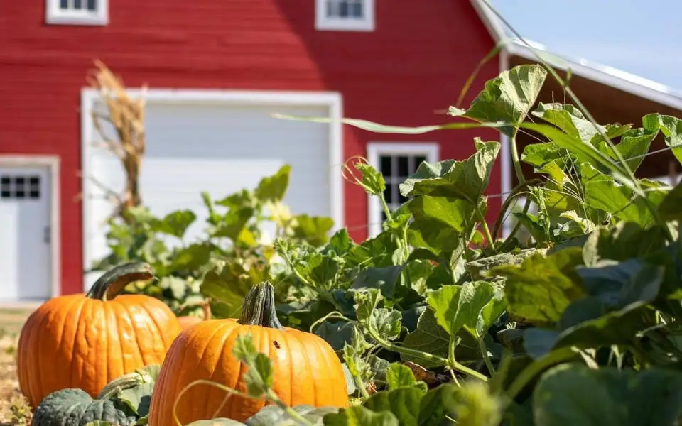 Fall on the Farm