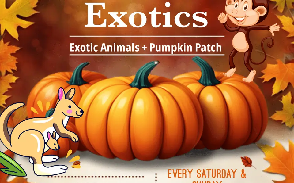 Snider Family Exotics Pumpkin Patch