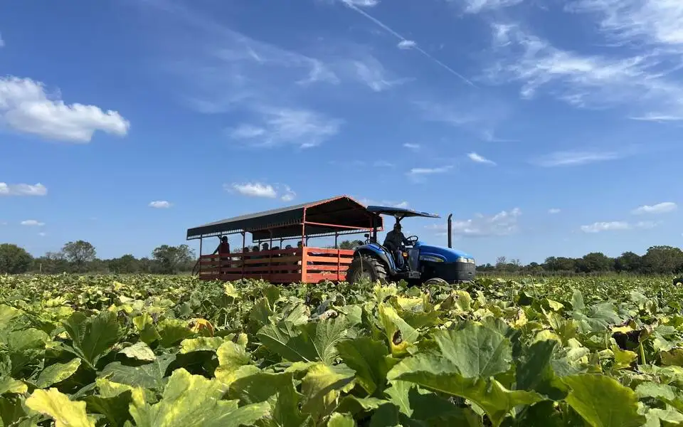 Fall Harvest Fun at Livesay Orchards