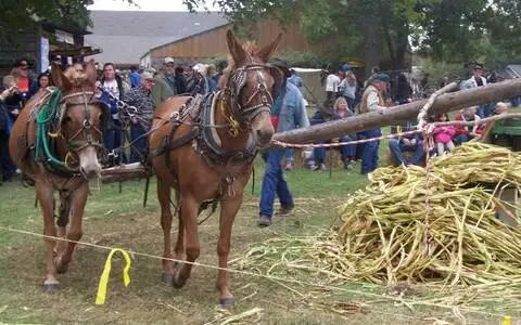 Sorghum Festival