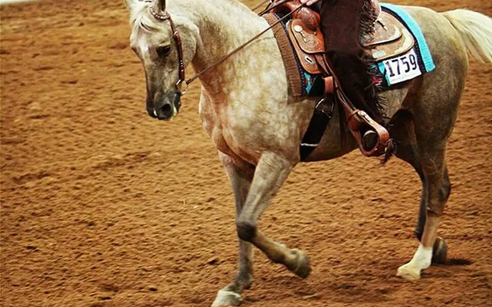 Color Breed Congress