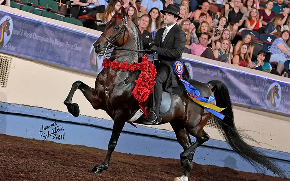 Grand National & World Championship Morgan Horse Show