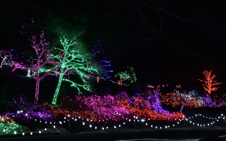 Garden of Lights
