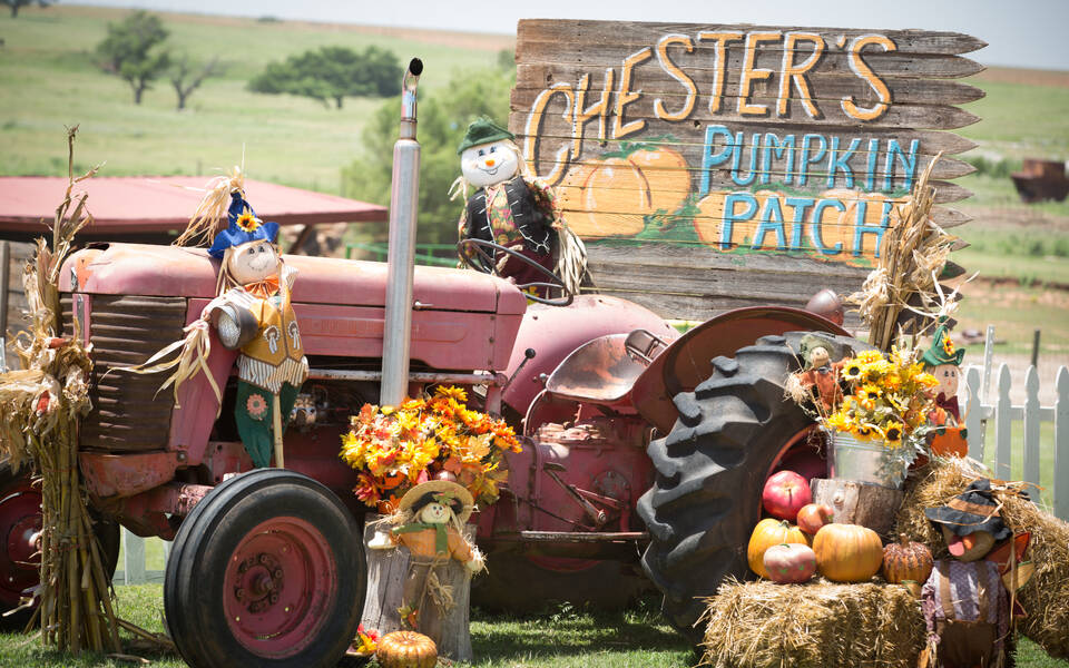 Chester's Pumpkin Patch