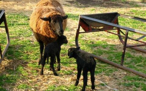 Woolly Weekend at Shepherd's Cross
