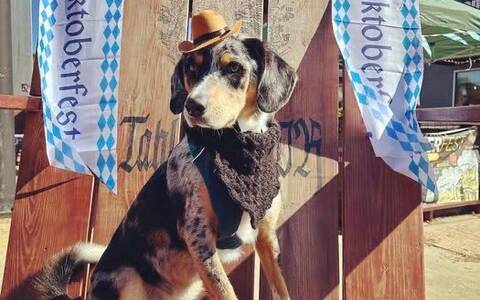 Kroner & Baer's Oktoberfest