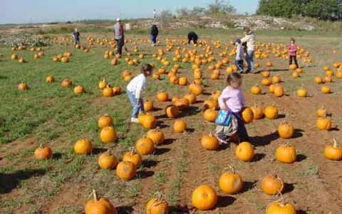 Jahn's Pumpkin Hill