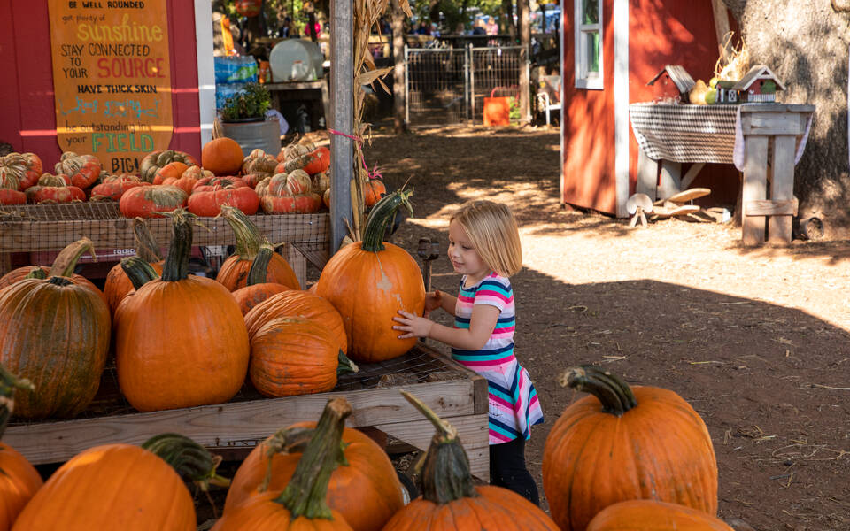 Parkhurst Pumpkin Patch