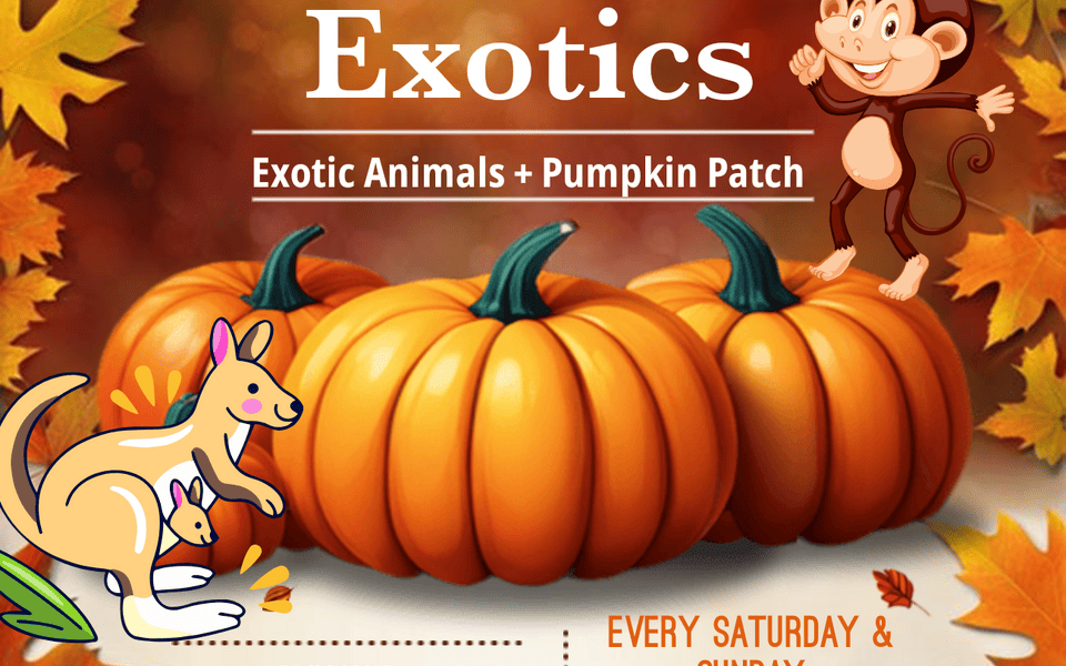 Snider Family Exotics Pumpkin Patch
