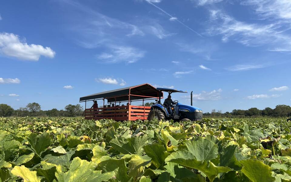 Fall Harvest Fun at Livesay Orchards